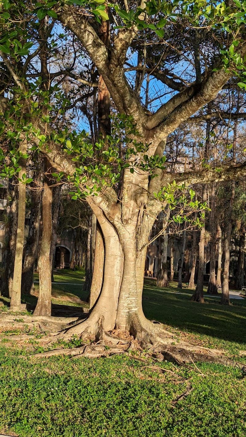 PACIFICA SENIOR LIVING FOREST TRACE