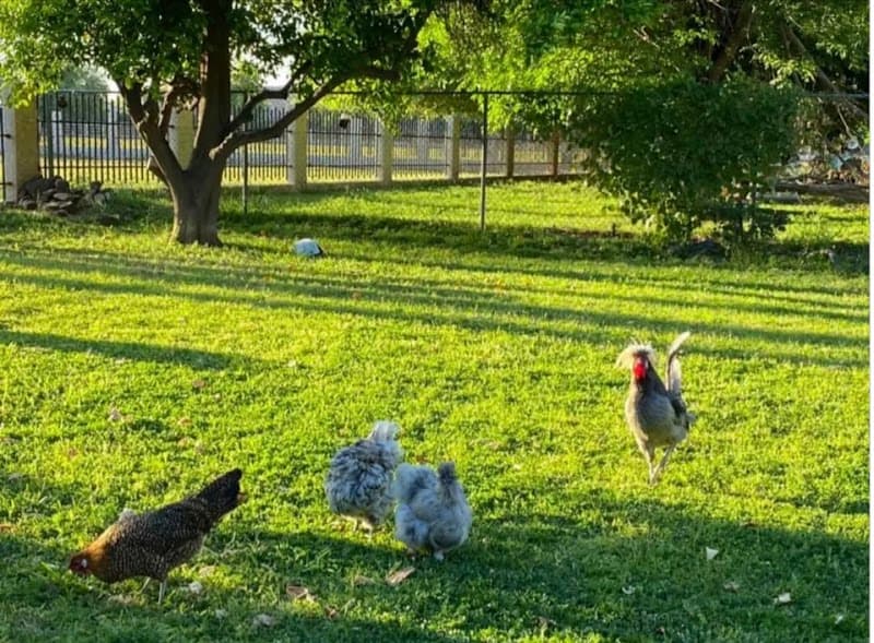 ASTER MANOR ADULT FOSTER CARE