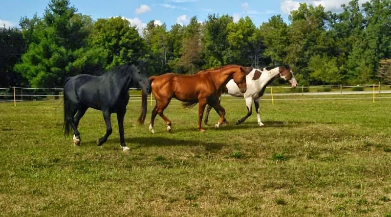 Maple Ridge Farms Assisted Living